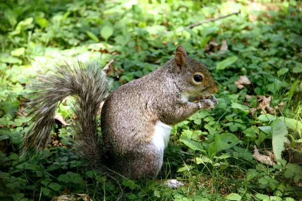 Squirrel — Stock Photo, Image