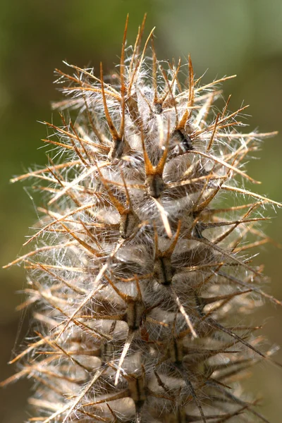 Inflorescencia espinosa — Foto de Stock