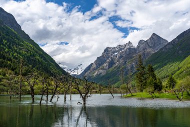 Bipenggou Ekvator Bölgesi. Siguniang Dağı 'nın manzarası ya da tepesinde kar şapkası olan dört kız çocuğu ve Batı Sichuan Eyaleti' nin sularında yetişen yaşlı ağaçlar veya bitkiler..