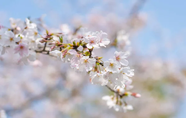 Wuhan Doğu Sakura Gölü Bahçesi. Bu sefer kirazlı sakura çiçeği mevsimi. Wuhan 'ı gezmek için.