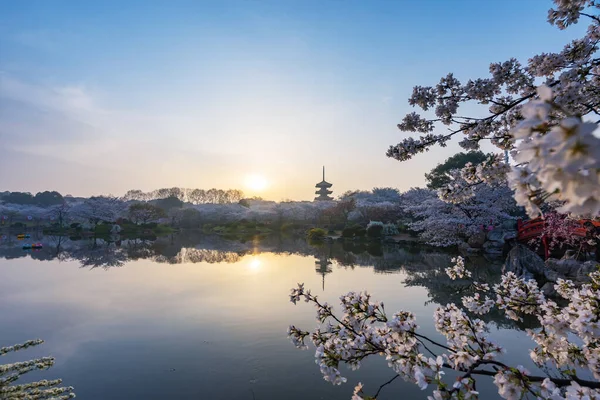 Wuhan Doğu Sakura Gölü Bahçesi. Bu sefer kirazlı sakura çiçeği mevsimi. Wuhan 'ı gezmek için.
