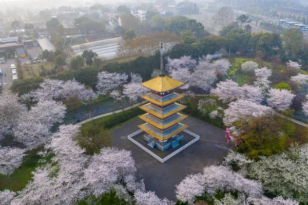 Wuhan Doğu Sakura Gölü Bahçesi. Bu sefer kirazlı sakura çiçeği mevsimi. Wuhan 'ı gezmek için.