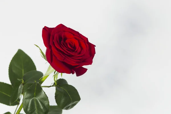 Rosa rossa su sfondo bianco — Foto Stock