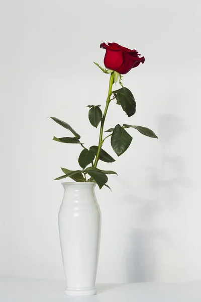 Rosa roja sobre un fondo blanco — Foto de Stock