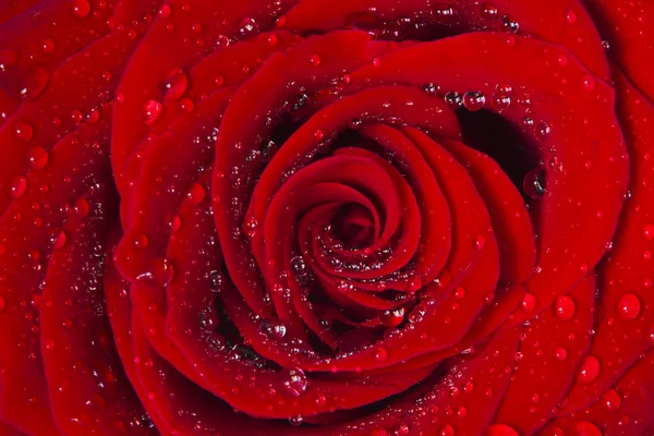 Red rose with water drops — Stock Photo, Image