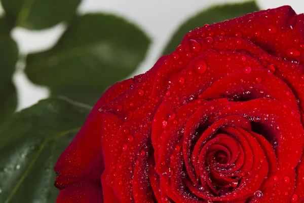 Rosa roja con gotas de agua sobre un fondo blanco — Foto de Stock