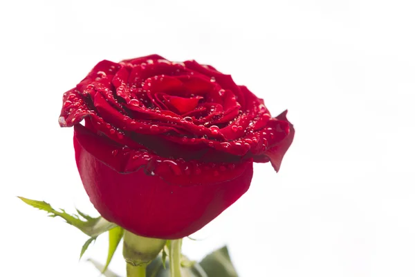 Rosa vermelha com gotas de água em um fundo branco — Fotografia de Stock