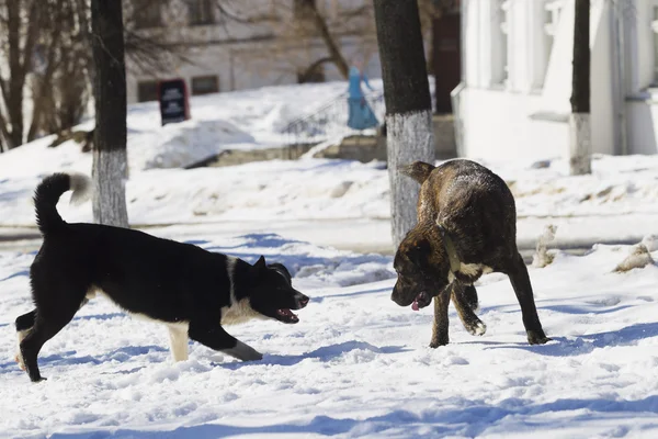 Dva psi hrají ve sněhu — Stock fotografie
