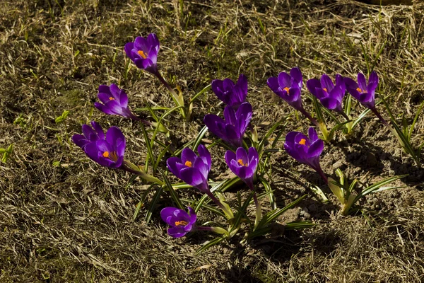Flores azafrán en primavera día soleado — Foto de Stock