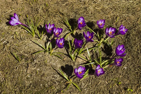 Flores azafrán en primavera día soleado — Foto de Stock