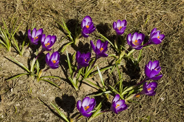 Flores azafrán en primavera día soleado — Foto de Stock