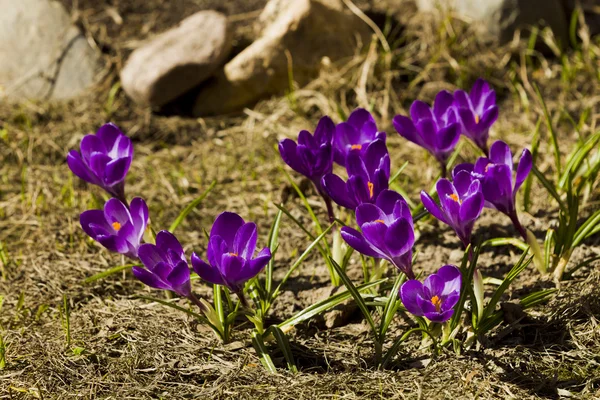 Flores azafrán en primavera día soleado — Foto de Stock