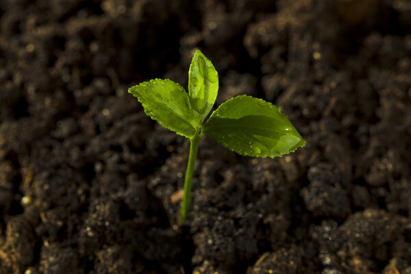 Young sprout of lemon