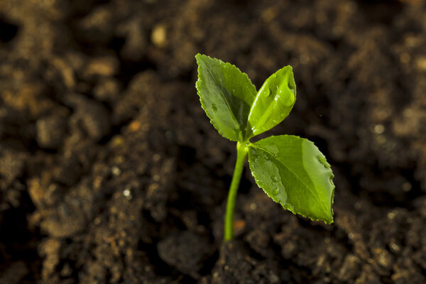 Young sprout of lemon