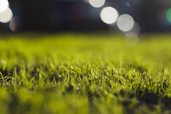 Fresh green grass — Stock Photo, Image