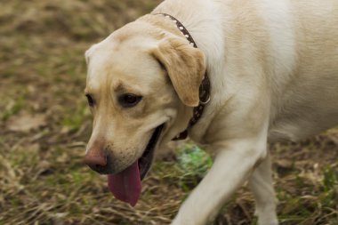 Parkta yürüyüş Labrador