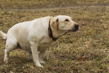 Parkta yürüyüş Labrador