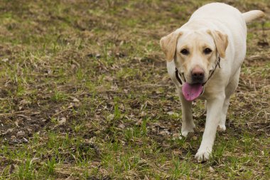 Parkta yürüyüş Labrador