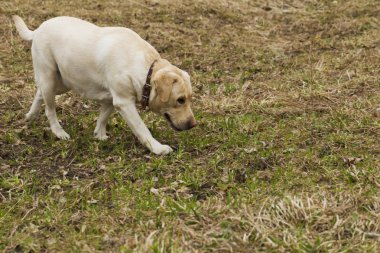Parkta yürüyüş Labrador