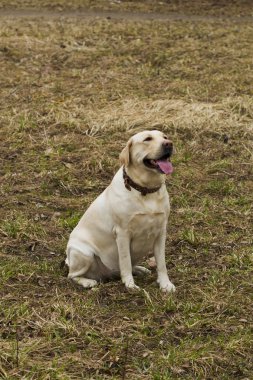 Parkta yürüyüş Labrador