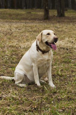 Parkta yürüyüş Labrador