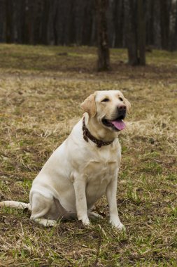 Parkta yürüyüş Labrador