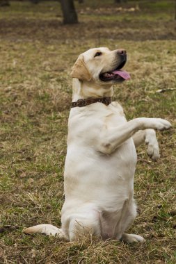 Parkta yürüyüş Labrador
