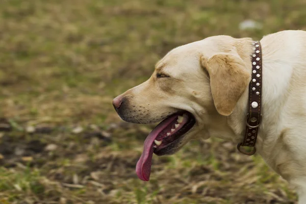 Labrador, procházky v parku — Stock fotografie