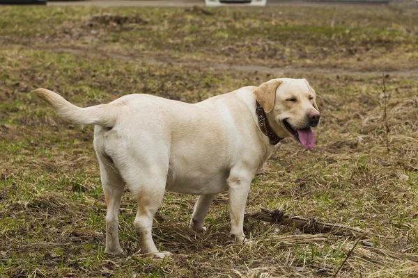 Labrador walking in the park — Stock Photo, Image