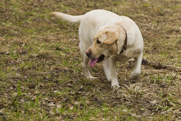 Labrador berjalan di taman — Stok Foto