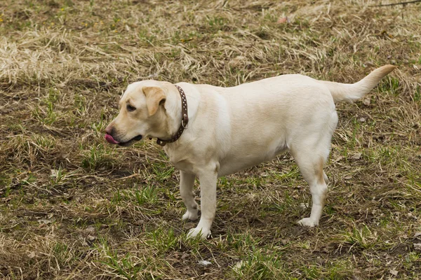 Parkta yürüyüş Labrador
