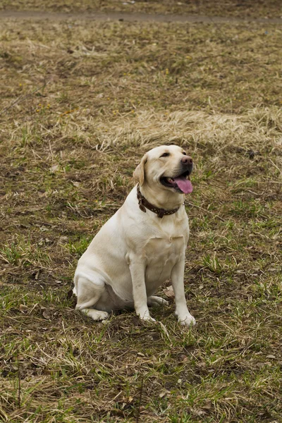 Parkta yürüyüş Labrador