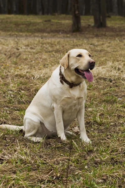 Parkta yürüyüş Labrador