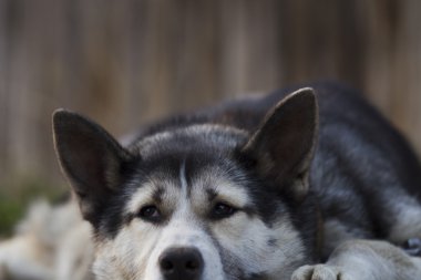 Zincir köpek, ahşap bir çit yakınındaki kaldırımda yalan