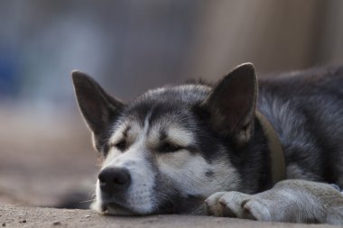Zincir köpek, ahşap bir çit yakınındaki kaldırımda yalan