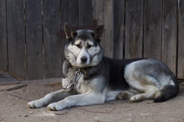 Zincir köpek, ahşap bir çit yakınındaki kaldırımda yalan