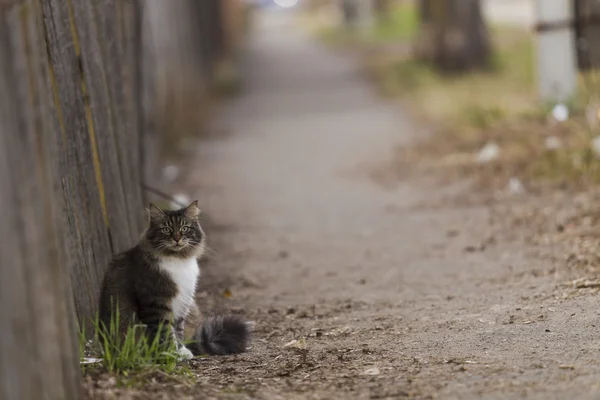 Katt sitter nära stängslet på trottoaren — Stockfoto