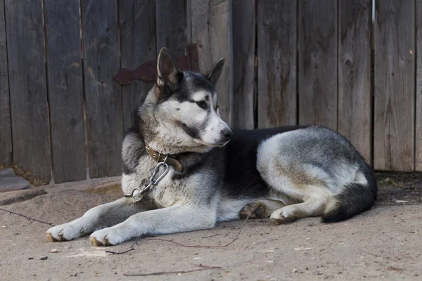 Perro de cadena, acostado en la acera cerca de una valla de madera — Foto de Stock