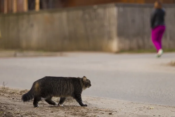 고양이 거리에서 걷고 있다 — 스톡 사진
