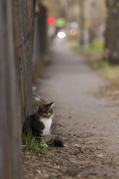 고양이 보도에 울타리 근처에 앉아 — 스톡 사진