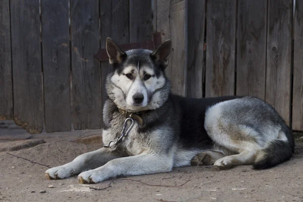 Catena cane, sdraiato sul marciapiede vicino a una recinzione di legno — Foto Stock