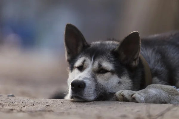 Perro de cadena, acostado en la acera cerca de una valla de madera — Foto de Stock