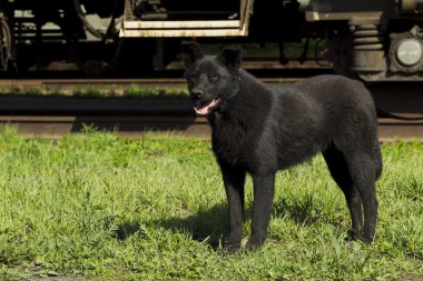 Siyah köpek güneşli gün