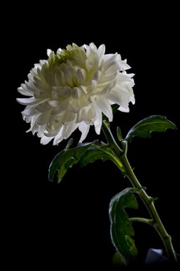 Siyah arkaplanda beyaz kasımpatı