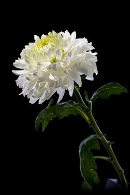 Siyah arkaplanda beyaz kasımpatı