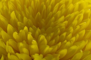 Siyah bir zemin üzerine sarı krizantem