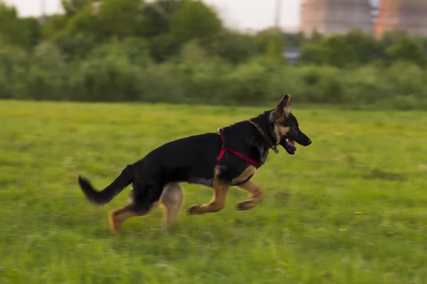 Puppy Alsatian dog on walk — Stock Photo, Image