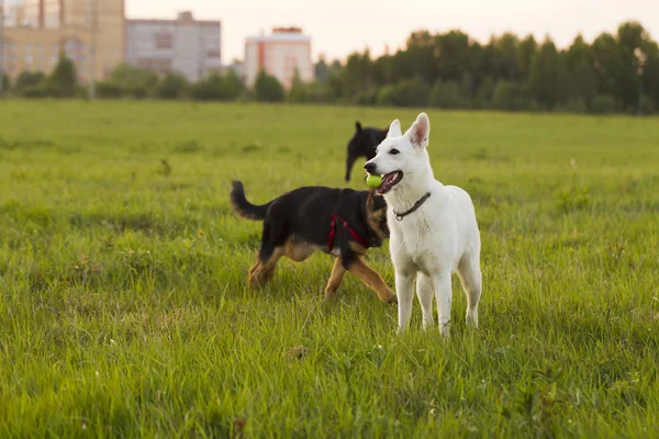 White Swiss Shepherd — Stock Photo, Image