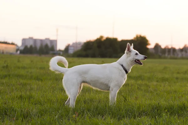 White Swiss Shepherd — Stock Photo, Image