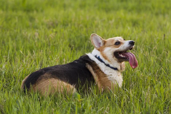 Dog breed Welsh Corgi on a walk — Stock Photo, Image